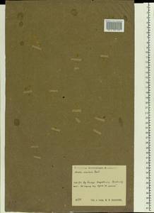 Монция ключевая, Монция родниковая L., Восточная Европа, Центральный район (E4) (Россия)