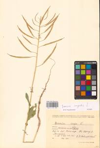 Brassica rapa subsp. sylvestris (L.) Janch., Восточная Европа, Западно-Украинский район (E13) (Украина)