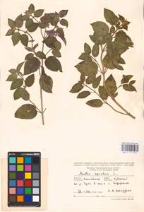 MHA 0 157 878, Мята водяная L., Восточная Европа, Северо-Украинский район (E11) (Украина)