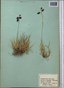 Осока, Средняя Азия и Казахстан, Северный и Центральный Тянь-Шань (M4) (Киргизия)