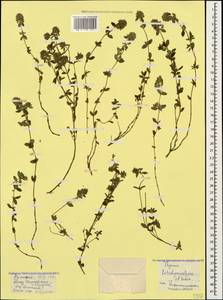 Чабрец Кочи Boiss. & Hohen., Кавказ, Армения (K5) (Армения)