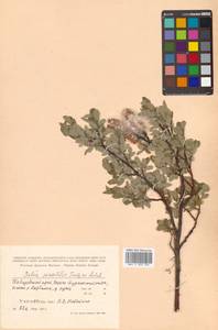 Ива скальная Turcz., Сибирь, Дальний Восток (S6) (Россия)