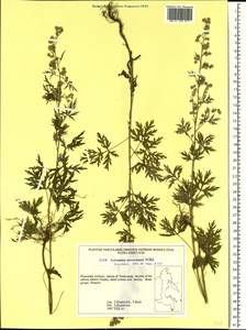 Полынь Сиверса Ehrh. ex Willd., Сибирь, Дальний Восток (S6) (Россия)