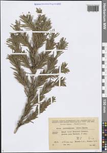 Пихта Нордманна, Пихта кавказская (Steven) Spach, Кавказ, Грузия (K4) (Грузия)