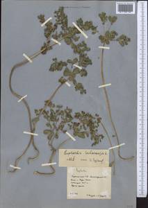 Молочай солнцегляд L., Средняя Азия и Казахстан, Копетдаг, Бадхыз, Малый и Большой Балхан (M1) (Туркмения)