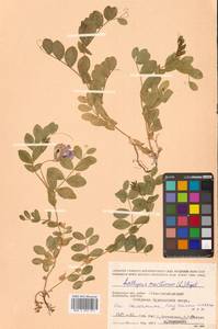 Lathyrus japonicus var. maritimus (L.) J.T.Kartesz & Gandhi, Сибирь, Чукотка и Камчатка (S7) (Россия)