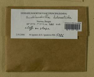 Bucklandiella heterosticha (Hedw.) Bedn.-Ochyra & Ochyra, Гербарий мохообразных, Мхи - Западная Европа (BEu) (Норвегия)