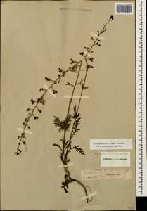 Scrophularia olgae Grossh., Кавказ, Армения (K5) (Армения)