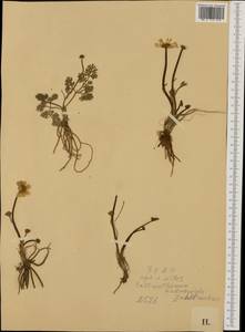 Callianthemum anemonoides (Zahlbr.) Endl., Западная Европа (EUR) (Австрия)