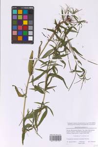 Кипрей болотный L., Восточная Европа, Московская область и Москва (E4a) (Россия)