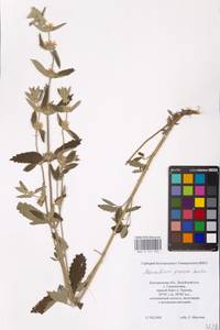 MHA 0 155 550, Шандра чужеземная L., Восточная Европа, Центральный лесостепной район (E6) (Россия)