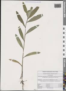 Cirsium arvense var. vestitum Krock. ex E. Wimm. & Grab., Сибирь, Алтай и Саяны (S2) (Россия)