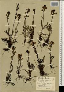 Мытник Нордманна Bunge, Кавказ, Южная Осетия (K4b) (Южная Осетия)