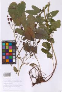 Кровохлебка лекарственная L., Сибирь, Дальний Восток (S6) (Россия)