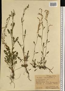 Щавель воробьиный, Щавелек L., Восточная Европа, Западно-Украинский район (E13) (Украина)