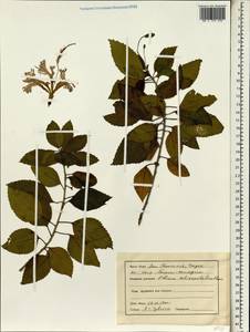 Hibiscus schizopetalus (Dyer) Hook. fil., Зарубежная Азия (ASIA) (Индия)