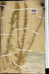 Живокость дваждытройчатая Huth, Средняя Азия и Казахстан, Западный Тянь-Шань и Каратау (M3) (Казахстан)