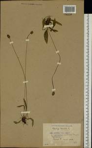 Подорожник ланцетный, Подорожник ланцетолистный L., Восточная Европа, Белоруссия (E3a) (Белоруссия)