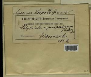 Polytrichum juniperinum Hedw., Гербарий мохообразных, Мхи - Центральное Черноземье (B10) (Россия)