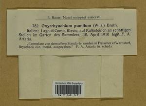 Microeurhynchium pumilum (Wilson) Ignatov & Vanderp., Гербарий мохообразных, Мхи - Западная Европа (BEu) (Италия)