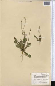 Crepis sancta subsp. sancta, Средняя Азия и Казахстан, Каракумы (M6) (Туркмения)