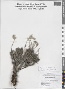 Оносма простейшая L., Восточная Европа, Нижневолжский район (E9) (Россия)