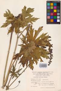 Борец северный Koelle, Восточная Европа, Восточный район (E10) (Россия)