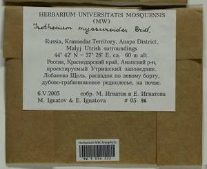 Pseudisothecium myosuroides (Brid.) Grout, Гербарий мохообразных, Мхи - Северный Кавказ и Предкавказье (B12) (Россия)