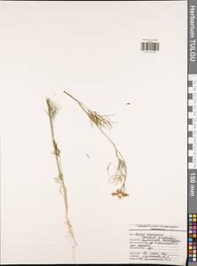 Укроп душистый, Укроп огородный L., Восточная Европа, Центральный район (E4) (Россия)