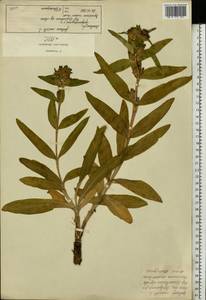 Горечавка крестовидная L., Восточная Европа, Московская область и Москва (E4a) (Россия)