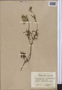 Cenolophium fischeri (Spreng.) W.D.J.Koch, Средняя Азия и Казахстан, Северный и Центральный Казахстан (M10) (Казахстан)