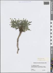 Резак обыкновенный Bernh., Крым (KRYM) (Россия)