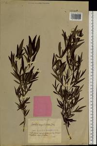 Ломонос шестилепестный Pall., Сибирь, Дальний Восток (S6) (Россия)