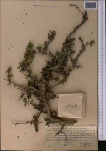 Rhamnus integrifolia DC., Средняя Азия и Казахстан, Западный Тянь-Шань и Каратау (M3) (Казахстан)