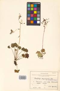 Micranthes nelsoniana var. insularis (Hultén) Gornall & H. Ohba, Сибирь, Дальний Восток (S6) (Россия)