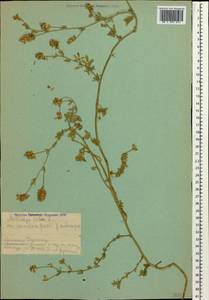 Люцерна посевная L., Кавказ, Армения (K5) (Армения)