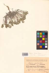 Бурачок ленский Adams, Восточная Европа, Нижневолжский район (E9) (Россия)