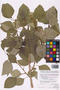 Populus ×berolinensis var. jrtyschensis (Chang Y. Yang) C. Shang, Восточная Европа, Центральный лесостепной район (E6) (Россия)