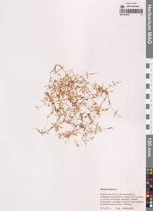 Монция ключевая, Монция родниковая L., Сибирь, Чукотка и Камчатка (S7) (Россия)