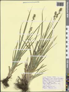 Осока прерванная Stokes, Кавказ, Черноморское побережье (от Новороссийска до Адлера) (K3) (Россия)