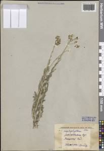 Цельнолистник цветоножковый Bunge ex Boiss., Средняя Азия и Казахстан, Сырдарьинские пустыни и Кызылкумы (M7) (Узбекистан)