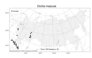 Orchis mascula, Ятрышник мужской (L.) L., Атлас флоры России (FLORUS) (Россия)