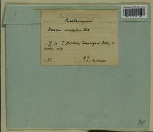 Dicranum polysetum Sw., Гербарий мохообразных, Мхи - Центральное Нечерноземье (B6) (Россия)