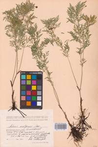 Горицвет волжский, Адонис волжский DC., Восточная Европа, Нижневолжский район (E9) (Россия)