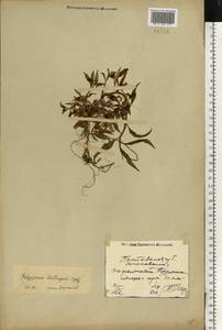 Горец развесистый, Горец щавелелистный (L.) Gray, Восточная Европа, Северо-Украинский район (E11) (Украина)