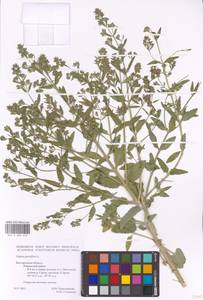 MHA 0 006 622, Nepeta ucranica subsp. parviflora (M.Bieb.) M.Masclans de Bolos, Восточная Европа, Центральный лесостепной район (E6) (Россия)