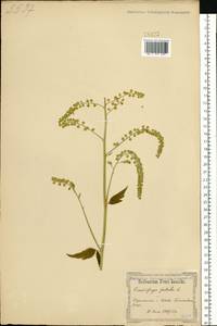 Actaea europaea (Schipcz.) Compton, Восточная Европа, Северо-Украинский район (E11) (Украина)