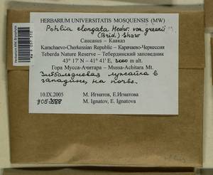 Pohlia greenii Brid., Гербарий мохообразных, Мхи - Северный Кавказ и Предкавказье (B12) (Россия)