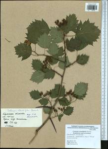 Crataegus chrysocarpa var. rotundifolia (Moench) J. B. Phipps & Sennikov, Восточная Европа, Центральный район (E4) (Россия)