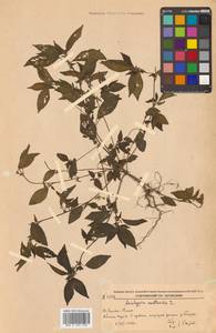 Акалифа южная L., Сибирь, Дальний Восток (S6) (Россия)